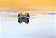 Wasserspiegelungen... Erdkröte *Bufo bufo*
