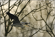 abendlicher Einflug... Graureiher *Ardea cinerea*