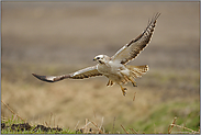 mit Schwung... Mäusebussard *Buteo buteo*