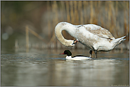 Größenverhältnisse... Gänsesäger *Mergus merganser*