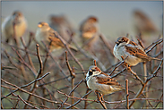 aufgeplustert... Haussperling *Passer domesticus*