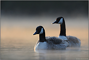 Nebelschwaden... Kanadagänse *Branta canadensis*