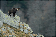 auf dem Felsgrat... Gämse *Rupicapra rupicapra*