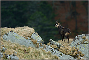 Wald im Hintergrund... Gämse *Rupicapra rupicapra*