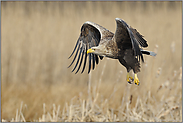 im Schlagflug... Seeadler *Haliaeetus albicilla*