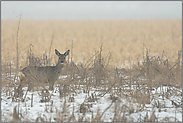 im Schnee... Reh *Capreolus capreolus*