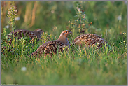 in der Ackerbeikrautflur... Rebhühner *Perdix perdix*