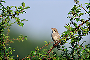 Jungvogel im natürlichen Lebensraum... Neuntöter *Lanius collurio*