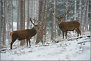 im Schnee... Rothirsche *Cervus elaphus*