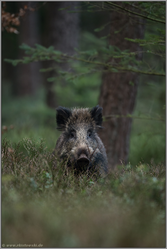 letztens im Wald... Wildschwein *Sus scrofa*