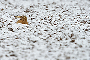 auf schneebedecktem Ackerland... Feldhase *Lepus europaeus*