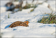 sonniges Winterwetter... Rebhuhn *Perdix perdix*