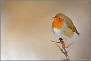 mmmpf... Rotkehlchen *Erithacus rubecula*