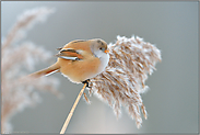 kleine Flügelchen... Bartmeise *Panurus biarmicus*