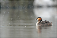 Winter am See... Haubentaucher *Podiceps cristatus*