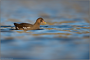 spätes Licht... Teichhuhn *Gallinula chloropus*