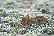 in der Sasse... Feldhase *Lepus europaeus*