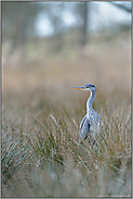 bei der Nahrungssuche... Graureiher *Ardea cinerea*