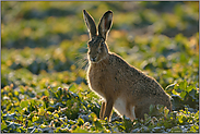 Gestatten, mein Name ist Hase... Feldhase *Lepus europaeus*