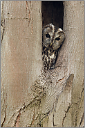 wer guckt denn da... Waldkauz *Strix aluco*