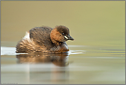 aufgeplustert... Zwergtaucher *Tachybaptus ruficollis*