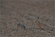 perfekt getarnt... Feldhase *Lepus europaeus*