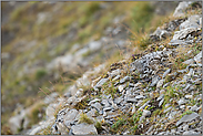 angepasst... Alpenschneehuhn *Lagopus muta*