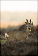 hoch im Bast... Rehbock *Capreolus capreolus*