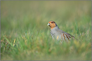 kritischer Blick... Rebhuhn *Perdix perdix*