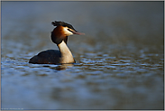 blaues Wasser... Haubentaucher *Podiceps cristatus*