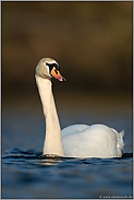 allseits bekannt... Höckerschwan *Cygnus olor*