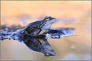 Blaumann... Moorfrosch *Rana arvalis *