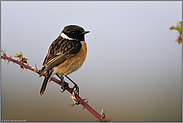 im sanften Abendlicht... Schwarzkehlchen *Saxicola torquata*