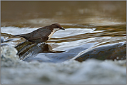 Stromschnellen... Wasseramsel *Cinclus cinclus*