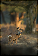 zum Sonnenaufgang... Bastbock *Capreolus capreolus*