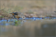 ein Jungvogel... Kiefernkreuzschnabel *Loxia pytyopsittacus*