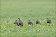 die Kette... Rebhühner *Perdix perdix*