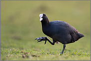 zeigt her eure Füße... Blässhuhn *Fulica atra*