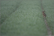 Frühnebel... Feldhase *Lepus europaeus*