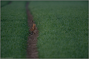 der Weizen spießt... Feldhase *Lepus europaeus*