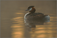 Stille am See... Haubentaucher *Podiceps cristatus*