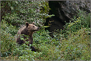 vor der Höhle... Europäischer Braunbär *Ursus arctos*