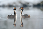 frühe Balz... Haubentaucher *Podiceps cristatus*