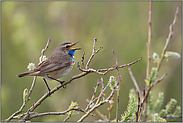 singend... Blaukehlchen *Luscinia svecica*