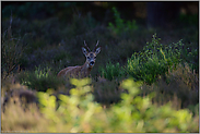 geheimnisvoll... Rehbock *Capreolus capreolus*