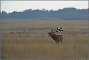 Brunftgeschehen... Rothirsch *Cervus elaphus*