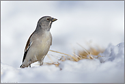 wer da... Schneesperling *Montifringilla nivalis*