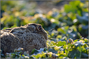 er will nicht... Feldhase *Lepus europaeus*