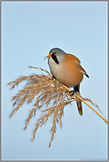 gegen den Himmel... Bartmeise *Panurus biarmicus*