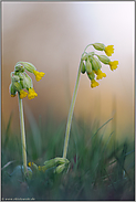 Himmelsschlüssel... Echte Schlüsselblume *Primula veris*